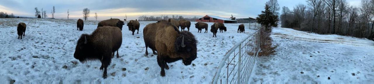 Amish Made Cedar Cabin With A Loft On A Buffalo Farm Close To The Buffalo River Marshall Luaran gambar